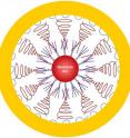 This is a quantum dot encapsulated in a gold shell. The total structure measures less than 20 nanometers across.