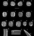 Here, the fossil teeth are studied.