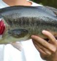 This is a largemouth bass, a popular game fish and top predator in aquatic ecosystems.