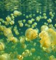 This image shows a view of Jellyfish Lake in Palau, with golden jellyfish "biomixing" the waters. This image shows a view of Jellyfish Lake in Palau, with golden jellyfish "biomixing" the waters.