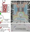 This is the design of the second generation integrated microfluidic device.