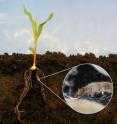 The Western corn rootworm (insert) is a devastating pest of maize roots. By emitting the volatile compound E-beta-caryophyllene in response to rootworm feeding, maize plants naturally attract insect-killing nematodes. Using genetic transformation, the signal was restored in an American line and in field tests it was shown that this dramatically increased the protection that the plants received from the nematodes.