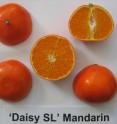 This is "DaisySL" fruit.