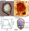 Researchers in the United States and Spain have discovered that an atomic force microscope -- a tool widely used in nanoscale imaging -- works differently in watery environments, a step toward better using the instrument to study biological molecules and structures. The researchers demonstrated their new understanding of how the instrument works in water to show details of the mechanical properties of a virus called Phi29. The images in "a" and "c" show the topography, and the image in "b" shows the different stiffness properties of the balloonlike head, stiff collar and hollow tail of the Phi29 virus, called a bacteriophage because it infects bacteria.