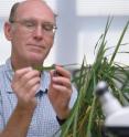 Dr. Michael "Mo" Way, Texas AgriLife Research entomologist at Beaumont, examines a rice plant in his lab. He's making gains on the water weevil which takes huge bites out of the rice crop globally every year.