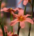 Cape tulips, imported as attractive garden plants, are now pasture pests in 
Western Australia, South Australia, Victoria and New South Wales.