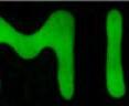 University of Michigan research demonstrate their technique for sketching experiments on a canvas of live cells by writing “UMICH” with a fluorescent water-based solution on cells growing in another water-based medium. University of Michigan research demonstrate their technique for sketching experiments on a canvas of live cells by writing “UMICH” with a fluorescent water-based solution on cells growing in another water-based medium.
