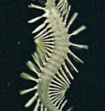 This is a video image of a species of <i>Swima</i> (as yet undescribed) with arrows indicating the animal's large bombs.