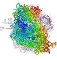 Shown is an entire ribosome with its changes in position color-coded -- ranging from blue, indicating no movement, to red, indicating large movements.