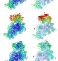 This image depicts the stages of a ribosome subunit as it moves. At the top right is its starting position; below it are pairs of images, showing three subsequent positions (still images at left, movement vectors at right). The arrows indicate the direction of movement.