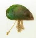 This is a Florida Green Mussel.