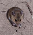 The color of this deer mouse's (<i>Peromyscus maniculatus</i>) coat allows it to blend into the light soil of the Nebraska Sand Hills and help escape detection by visual predators, such as owls and hawks.