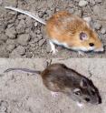 As the result of natural selection for crypsis, deer mice (<i>Peromyscus maniculatus</i>) living on the pale soils of the Nebraska Sand Hills are lighter (top) than deer mice from darker, surrounding areas (bottom).  Mice are shown on contrasting soil backgrounds (bottom: Sand Hills soil; top: soil from outside the Sand Hills).