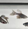These are zebrafish that were cloned in the Michigan State University Cellular Reprogramming Laboratory.