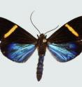 <i>Erbessa albilinea</i> is a new species of diurnal moth from Costa Rica that feeds as larvae on melastome plants.