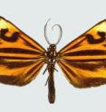 <i>Phaeochlaena hazara</i> belongs in the “tiger strip’ mimicry complex and is widely distributed in the Amazon.