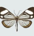 <i>Dioptis uniguttata</i> occurs at a higher altitude that is typical for its genus and is endemic to northeastern Ecuador and Colombia.