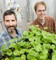 Adam Davis (left) of the US Department of Agriculture, Illinois Natural History Survey, postdoctoral researcher Richard Lankau (center) and INHS plant ecologist Greg Spyreas found that the invasive garlic mustard plant produces lower levels of a defensive toxin after about three decades in a new location.
