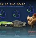 Embryo hearts show evolution of the heart from 3-chambered in frogs to 4-chambered in mammals.
