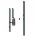 Isodicentric Y chromosomes are generated during sperm production through aberrant crossing over between opposite arms of a palindrome.  

At left is two copies of the normal Y chromosome, each carrying the masculinizing gene SRY and a centromere.  Also shown is one of the Y chromosome’s palindromes, depicted here as a pair of blue and red arrowheads pointing in opposite directions.

The big “X” denotes a “crossing over” between opposing arms of the same palindrome on the two Y chromosomes.  The result is the isodicentric Y chromosome diagrammed at right.  The isodicentric has two copies of SRY, two centromeres, and is a mirror-image structure.