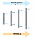 When a fertilized human egg carries an isodicentric Y chromosome, the likelihood of sex reversal (anatomic feminization) during fetal development depends on the size of the isodicentric.

Diagrammed here are four different isodicentric Y chromosomes, each with two copies of the masculinizing gene SRY and two centromeres.  Among these four isodicentrics, the distance between the two centromeres, and hence the size of the isodicentric, increases from left to right.  The intensity of the mitotic tug of war (previous figure), and hence the likelihood of loss of the dicentric, increases in the same direction.  Mitotic loss of the isodicentric in fetal gonads causes sex reversal (anatomic feminization), whose likelihood increases with the size of the isodicentric.