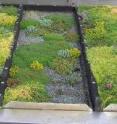 This photo shows roof platforms showing different plot depths. The difference in plant growth between the three media depths is visible.