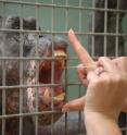 A chimpanzee named William undergoes his swab training. A chimpanzee named William undergoes his swab training.