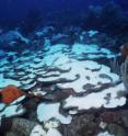 Scientists have found a rare species of algae that is tolerant of stressful environmental conditions and that proliferated in Caribbean corals when the corals' more-sensitive algae were being expelled during the sea-temperature warming of 2005.  The research is one of the first times that anyone has had the opportunity to conduct a community-wide study of corals and algae before, during and after a bleaching event.  This image, by research leader Todd LaJeunesse of Penn State, was taken in October 2005 during the 2005 coral-bleaching event in the Caribbean.  The white corals have lost their symbiotic algae and appear "bleached."