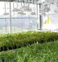 These are dandelions in a greenhouse.