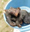 Large mammals such as peccaries are targeted by commercial hunters, who use an oil company road to bring their meat to a nearby wild market.