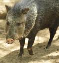 Yasuni National Park contains a wealth of biodiversity, including large mammals such as the collared peccary. Peccaries are also targeted by commercial hunters.