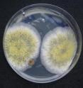 These are various mold cultures on a nutrient solution.