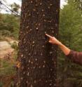 Dr. Susan Prichard, a research scientist at the University of Washington, studies the effects of disturbances, like insect outbreaks and wildfires, on forests.  More trees in western forests are being killed by bark beetles, and fires are on the rise. Is climate change playing a role? For more information, see the video produced by Climate Central that has been posted on Time magazine's Web site.