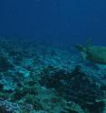 This is a green sea turtle (<i>Chelonia mydas</i>).
