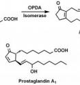 This graphic shows plant oxylipins (cis-OPDA, iso-OPDA) and prostaglandins, hormones that play important roles in regulating metabolism and development in plants and humans. In plants as well as in animals the hormones derive from the oxidation of unsaturated fatty acids.