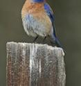 This is an adult male Western Bluebird, <i>Sialia mexicana</i>, a low elevation species, holding a large beetle. This bird species was found to have shifted its geographical range in response to both temperature and precipitation.