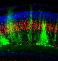 Neurons in green are over expressing a key gene that abnormally segregates them from other neurons (red and blue) within a developing column in the cerebral cortex.