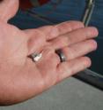 An acoustic tag (left) and a radio tag (white, with wires) sit in the palm of a researcher's hand. Both acoustic and radio tags are being implanted in juvenile fall Chinook salmon to track their movement at the confluence of the Clearwater and Snake rivers near Lewiston, Idaho.