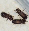 Flour beetles are helping scientists understand the spread of invasive species. Flour beetles are helping scientists understand the spread of invasive species.