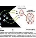 Nanoparticles developed by Einstein researchers can ferry drugs or other medically useful substances across the skin. In this study involving rats, nanoparticles contained either nitric oxide (shown above) or nitric oxide plus the drugs sialorphin or tadalafil. When carried across the skin, these agents relaxed smooth muscle tissue, resulting in increased blood flow and erectile activity.