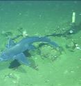 This is an Eastern Pacific black ghostshark (<i>Hydrolagus melanophasma</i>), a new species from California and Baja California.