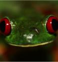 <i>Agalychnis calidrya</i>, otherwise known as the red-eyed tree frog, was one of the winners of the fungal lottery. It became more abundant as the other species disappeared.