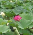 The lotus plant has inspired materials engineers to create a coating that mimics the plant's unusual self-cleaning capabilities. Goddard engineer Wanda Peters is investigating whether materials treated with these coatings could survive the harsh space environment.