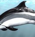 The Atlantic white-sided dolphin (<i>Leucopleurus [Lagenorhynchus] acutus</i>) is a close relative to the Cetacean.