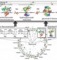 Underlying genomics information (bottom) enabled both a metabolic reconstruction (left) and an atomic-level structure determination/modeling of T. maritima proteins (right). Integration of these two approaches enabled detailed information to be acquired for every reaction in the network (top).