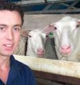 Trials conducted by Will Bignell as part of his PhD research have shown there is good potential for boosting levels of long chain omega-3 oils in lamb through breeding programs and tailored feeding.