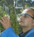 Dr Surinder Singh leads a CSIRO team developing oilseed crop plants that synthesise long chain omega-3 and are suited to agricultural production in Australia.