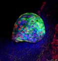The endodermal layer, identified by markers AFP and FoxA2, will give rise to the digestive tract, lungs and bladder. The endodermal layer, identified by markers AFP and FoxA2, will give rise to the digestive tract, lungs and bladder.