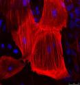 The mesodermal layer, identified by ASM, will form bones, muscles, connective tissue and the middle layer of the skin. The mesodermal layer, identified by ASM, will form bones, muscles, connective tissue and the middle layer of the skin.