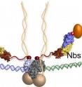 The last piece of the MRN puzzle falls into place: Nsb1 molecules extend from the DNA repair machine like two flexible arms, as revealed by recent research at Berkeley Lab's Advanced Light Source. In this illustration, the MRN complex bridges a DNA double-strand break where the green and blue DNA sections meet.